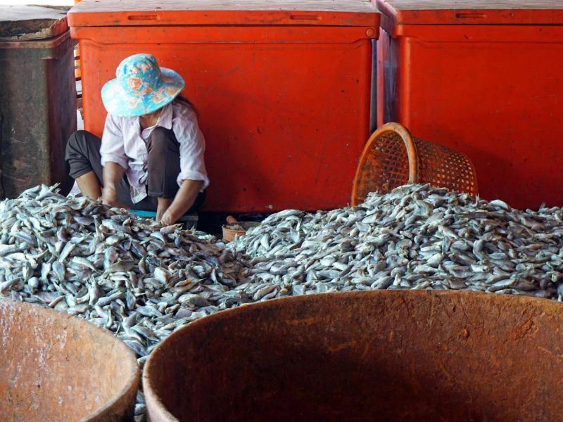 Vismarkt in cambodja