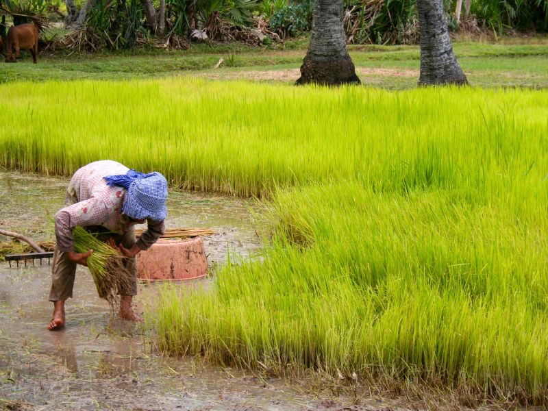 cambodja rijstvelden