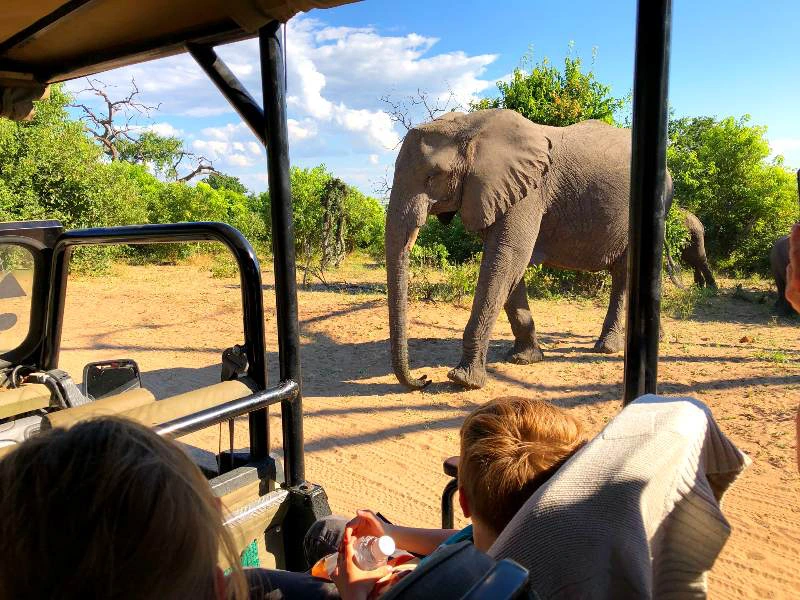 Botswana Chobe safari
