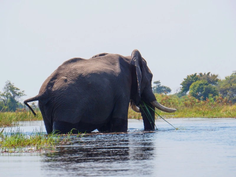 Namibie - Okavango Delta