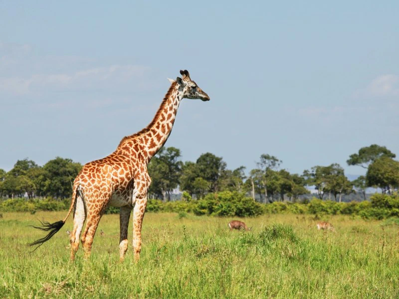 Namibie - Okavango Delta