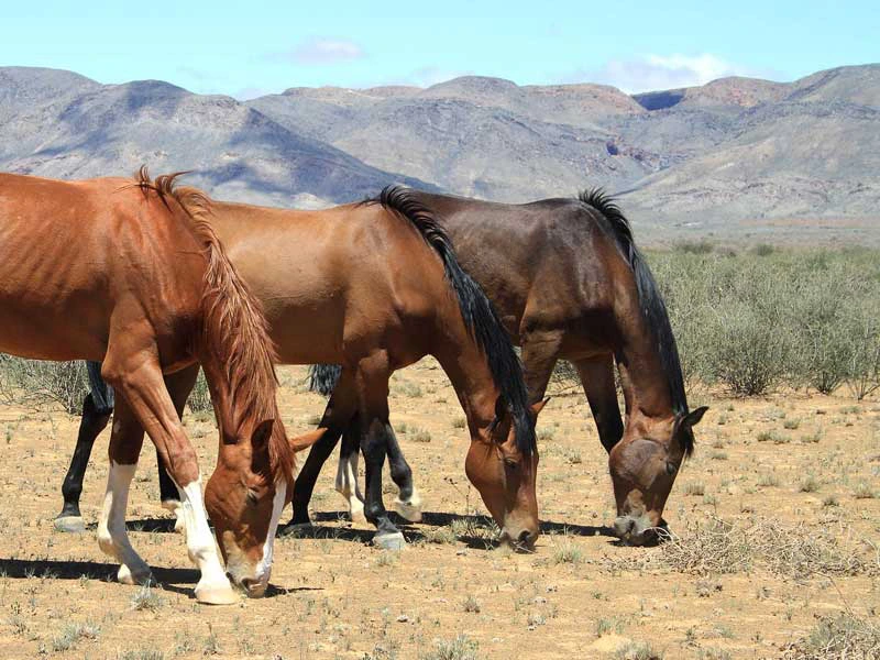 Ranch verblijf namibie