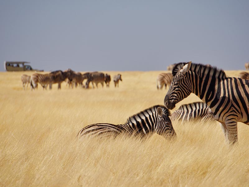 namibie-familie-reis-zebra
