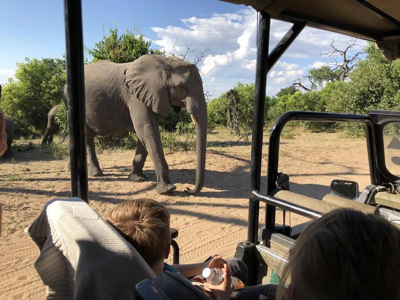 safari Chobe National Park