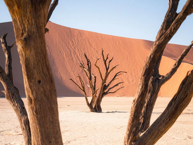 Namibie - Sossusvlei - deadvlei bomen