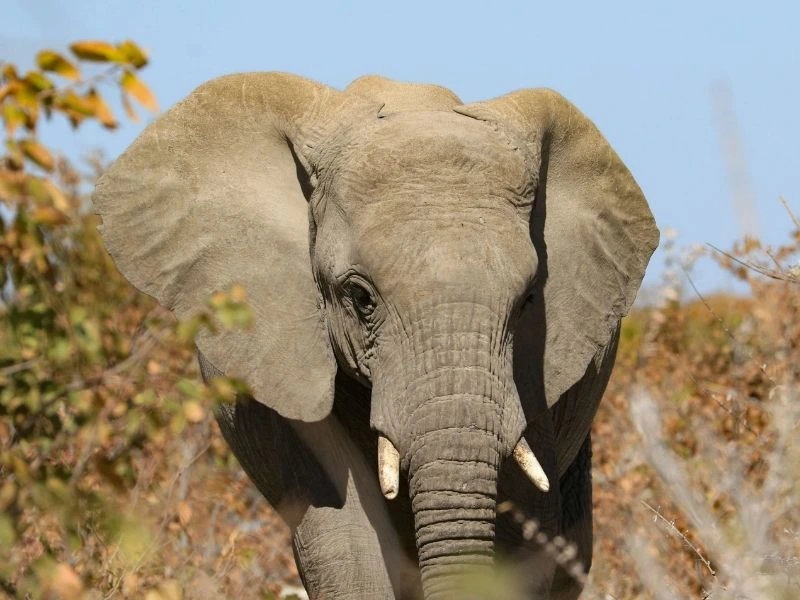 Olifant in etosha