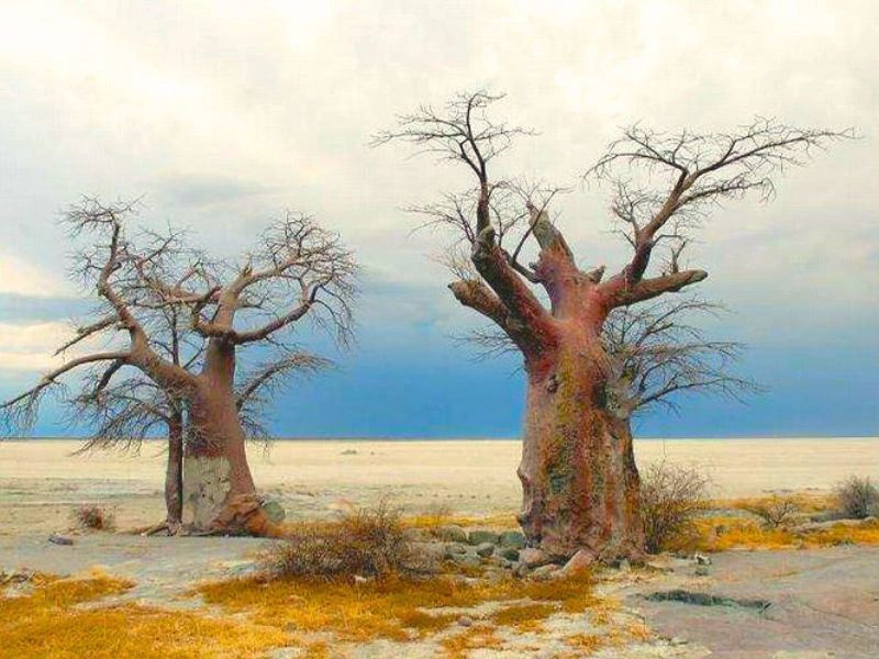 bomen in het Makgadikgadi landschap