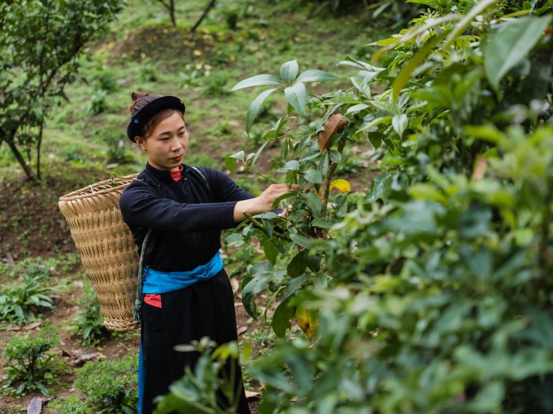 ha giang vietnam theeplantage wandelen