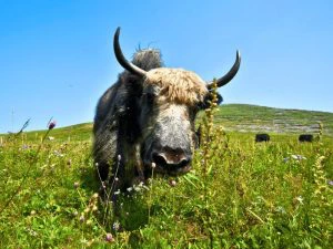 Yak in de grasvlakte nabij Langmusi, China