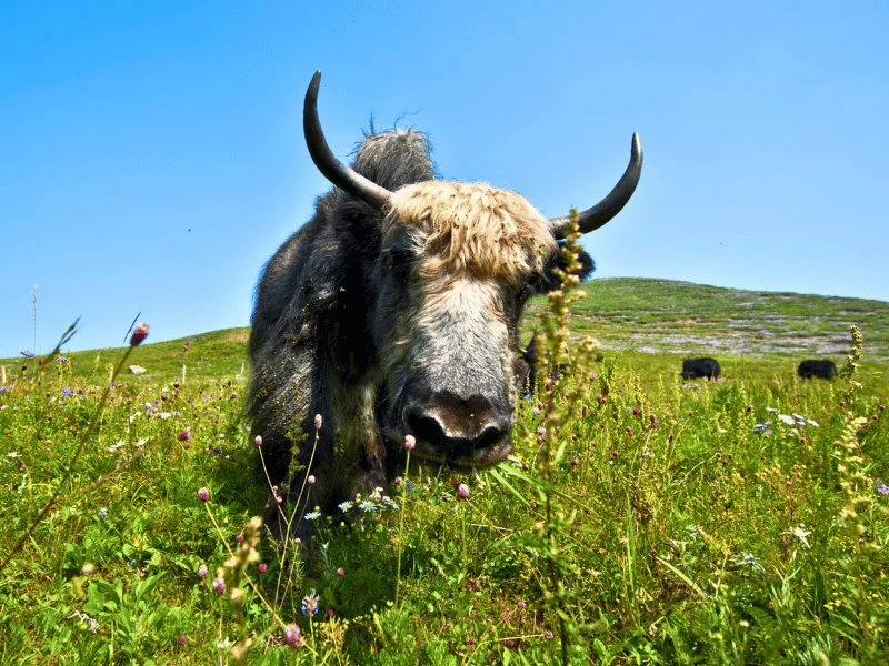 Yak in de grasvlakte nabij Langmusi, China