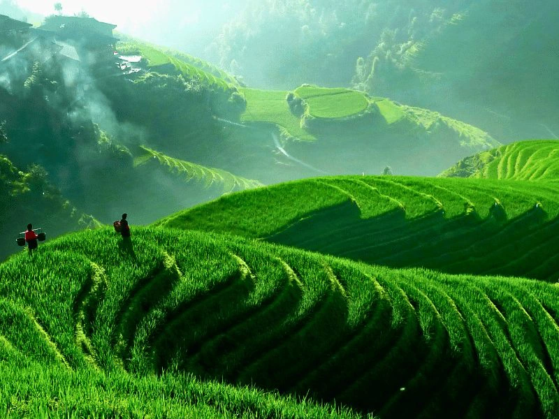 de rijstvelden in Zuid-China bij Ping'an