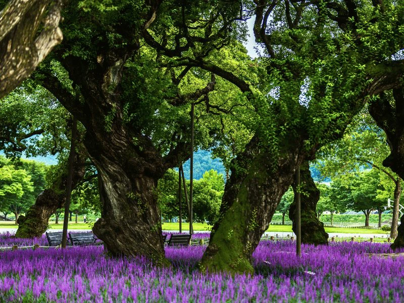 Wang Qiao tuin bij Pingyao