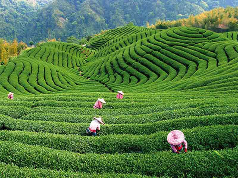 Happy Hangzhou China