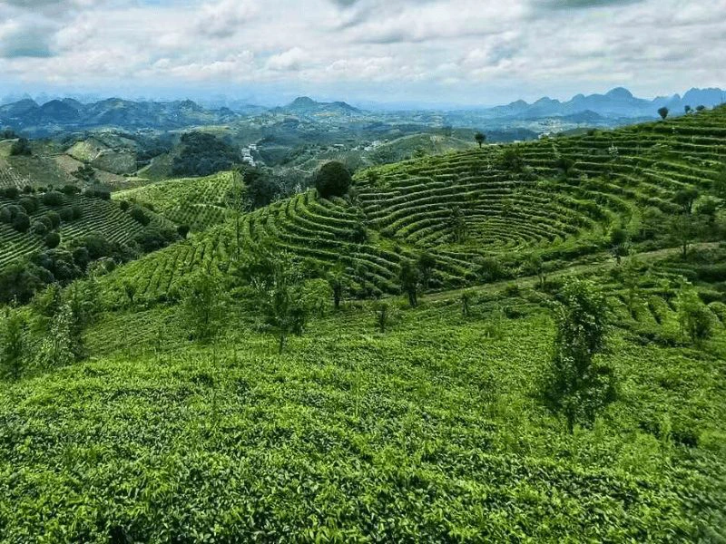 Theeplantages bij Yangshuo