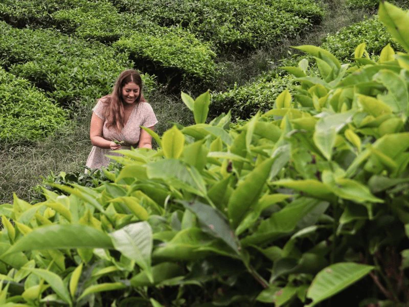 Reiziger in theeplantages bij Yangshuo