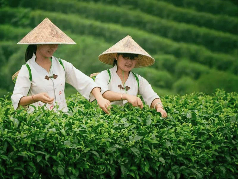Reizigers in theeplantages bij Yangshuo