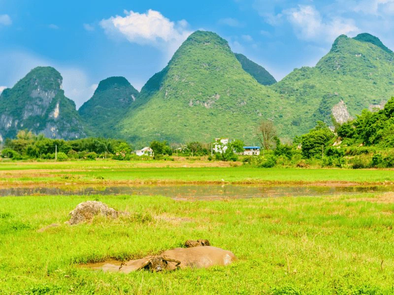 Rijstvelden voor het karstgebergte in Yangshuo