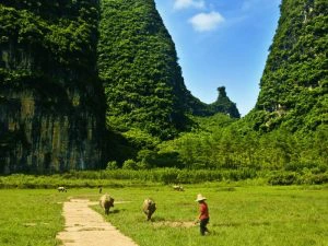 Rijstvelden voor het karstgebergte in Yangshuo