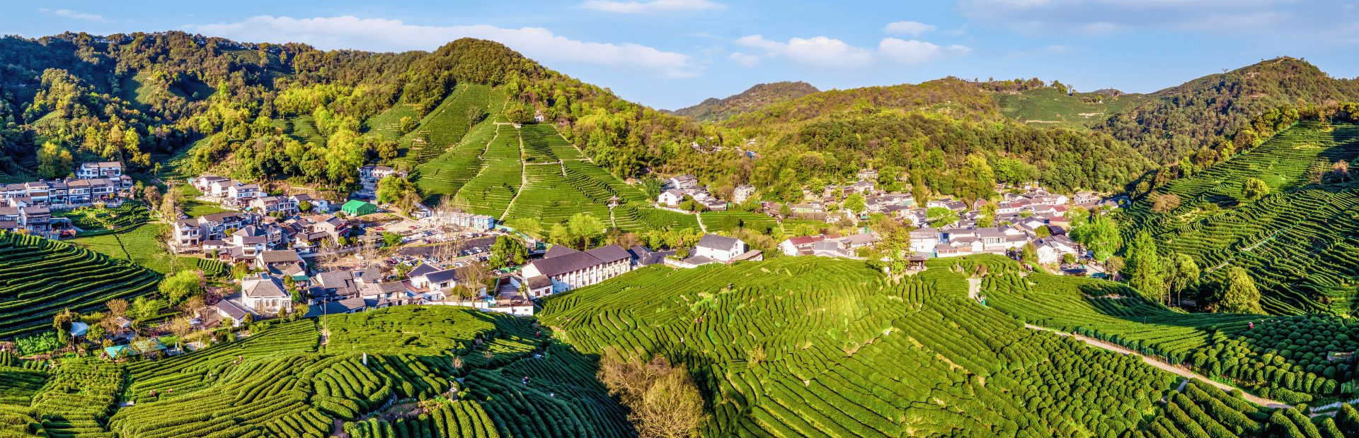 Theeplantages nabij Hangzhou, China