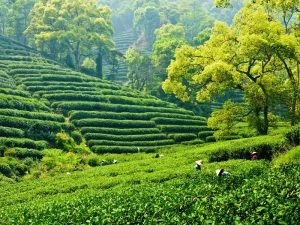 Theeplantages nabij Hangzhou, China