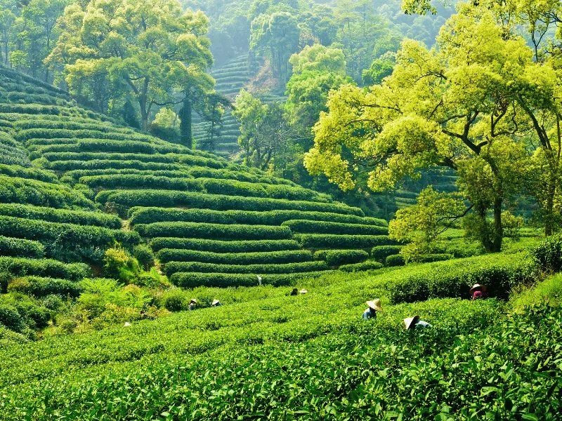 Theeplantages nabij Hangzhou, China