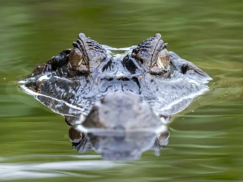 Wildlife in de Amazone Brazilie