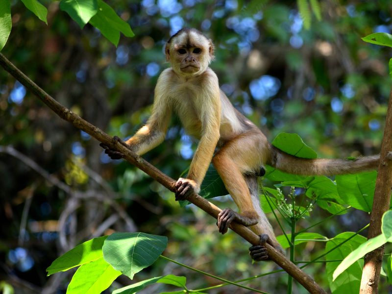 Apen kijken in de Amazone jungle