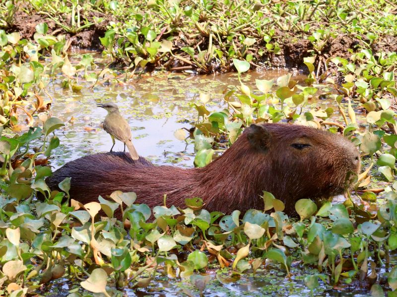 Wildlife Pantanal
