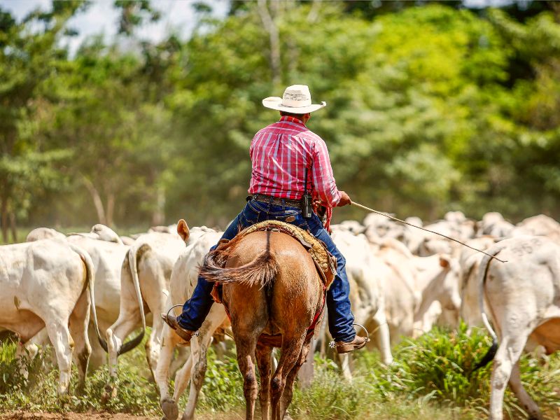 Brazilie boerderij ranch