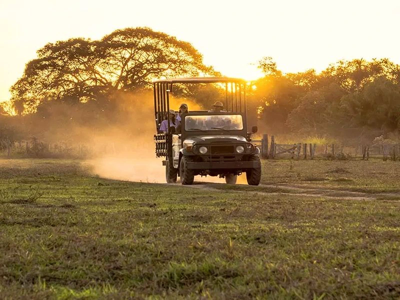 Safari Pantanal