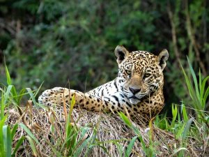 Jaguar Porto Jofre Brazilie Pantanal