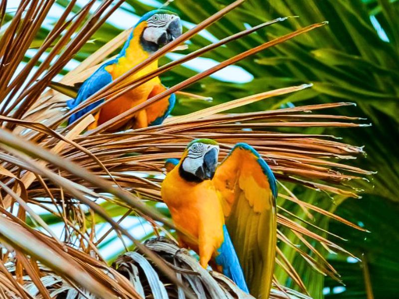 Aras in Brazilie reizen