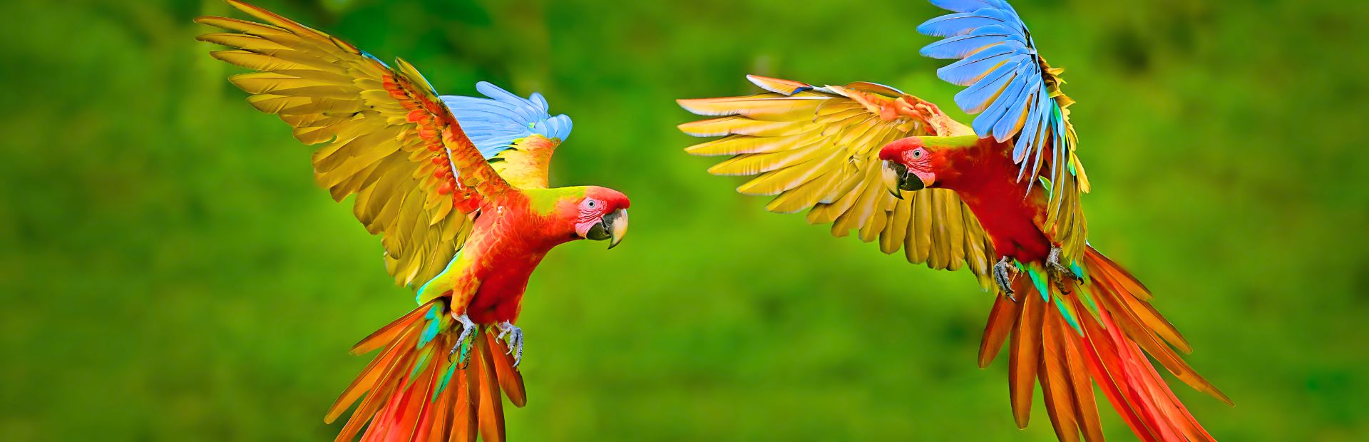 Pantanal aras Brazilie