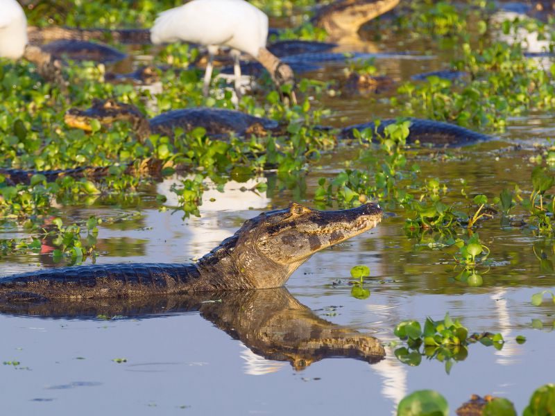 Kaaimannen in de Pantanal