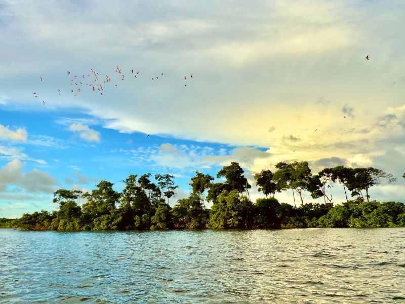 Ibis bij Parnaiba Brazilie