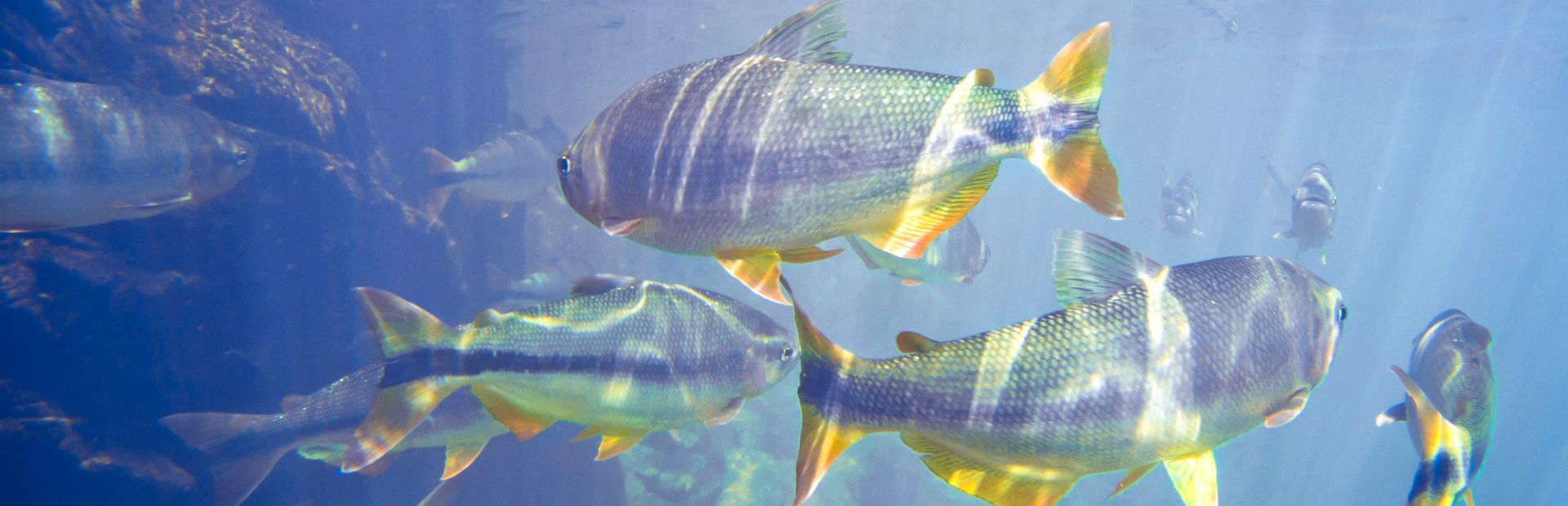 Riviersnorkelen vissen Brazilie