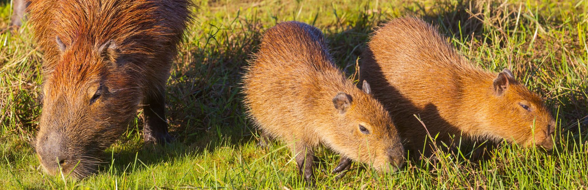 Pantanal capibara gezinsreizen
