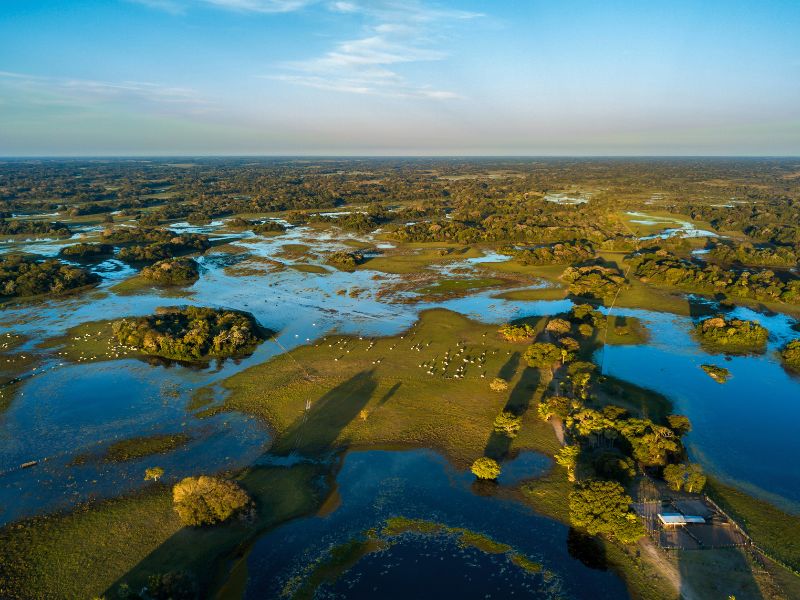 De Pantanal in Brazilie gezinsreis