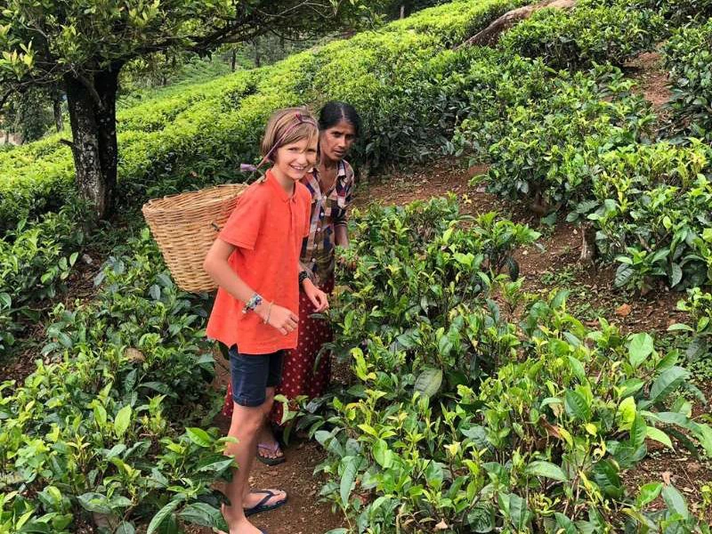 Thee plukken sri lanka