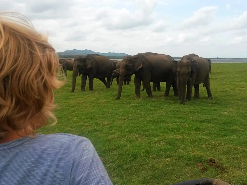 riksja-travel-srilanka-family-minneriya-safari