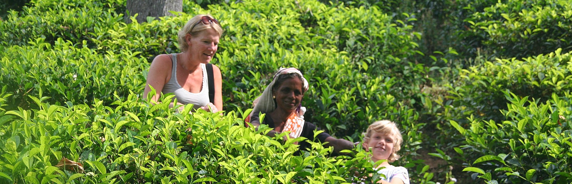 Algemene informatie Riksja Family Sri Lanka