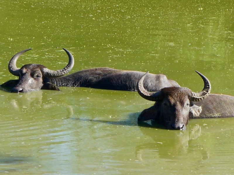 Yala in Sri Lanka