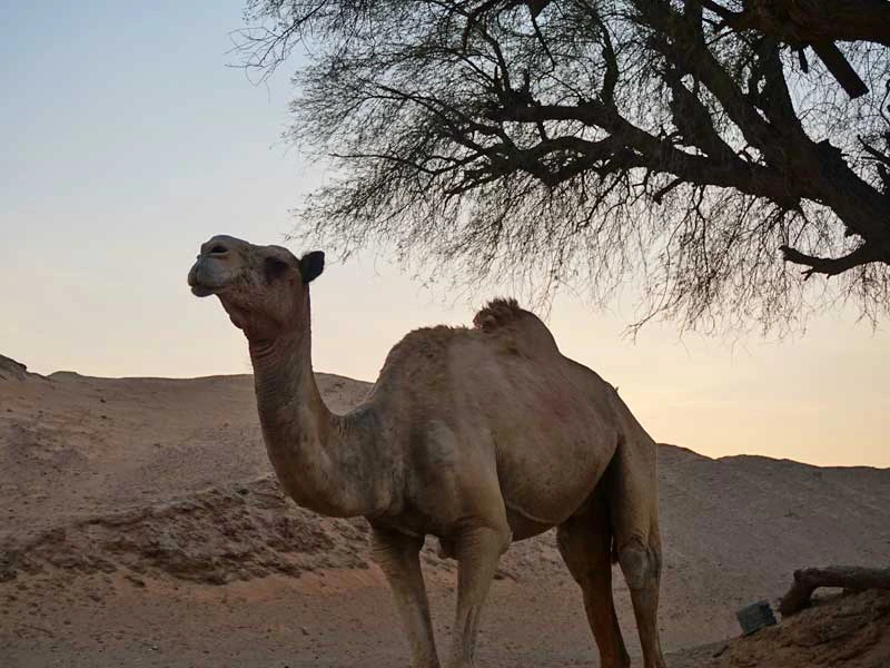 Optionele woestijnsafari - Dubai met kinderen