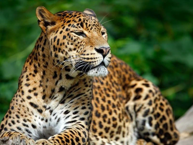 Yala National Park