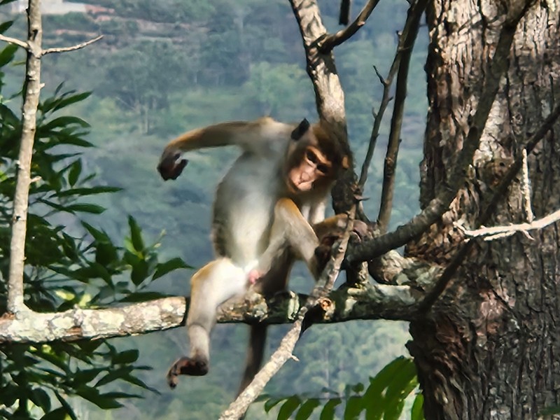 Wildlife