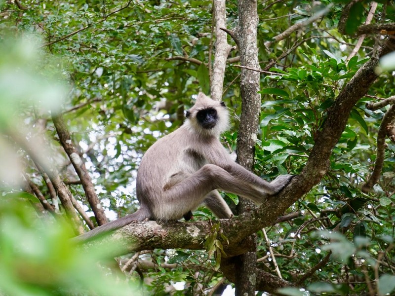 Wilpattu aap