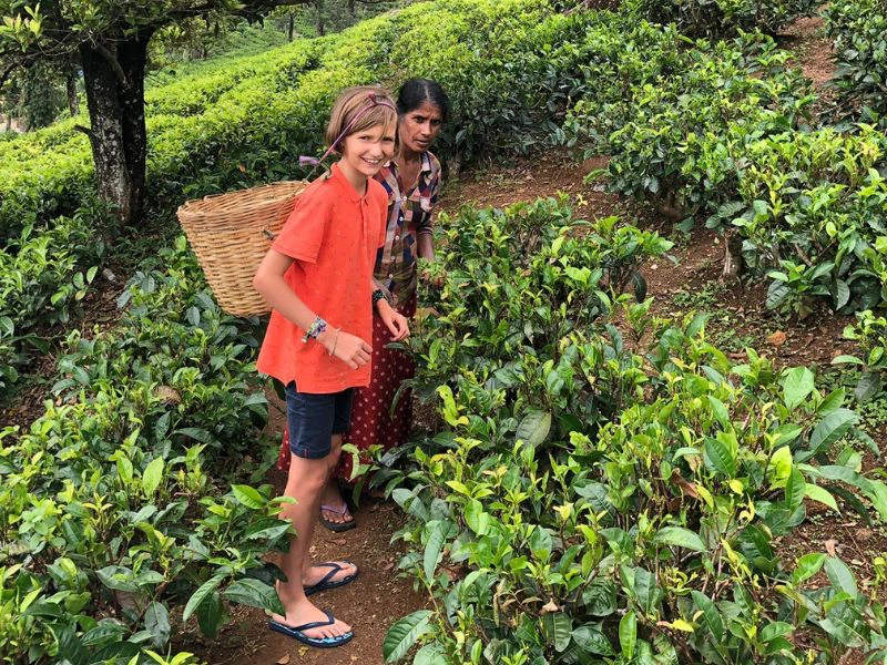 Jonge reiziger helpt bij het plukken van thee in Sri Lanka.