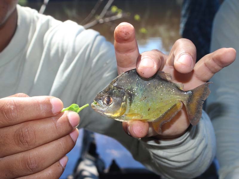 Peru - Amazone piranha's vissen