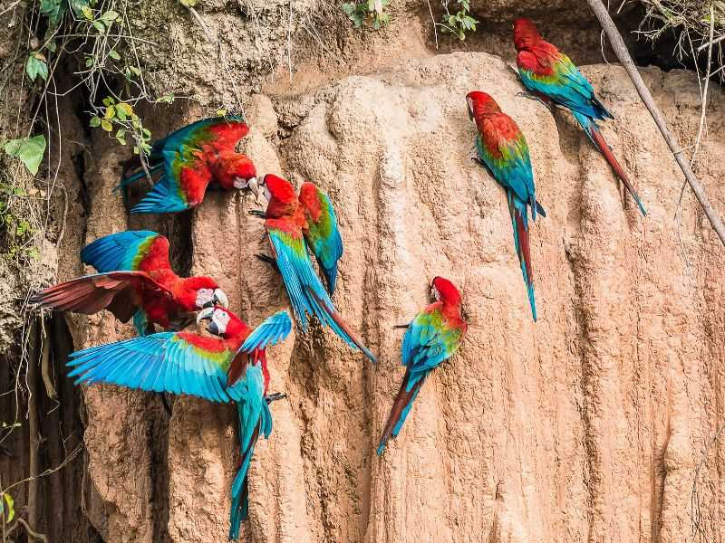 Amazone - Puerto Maldonado ara