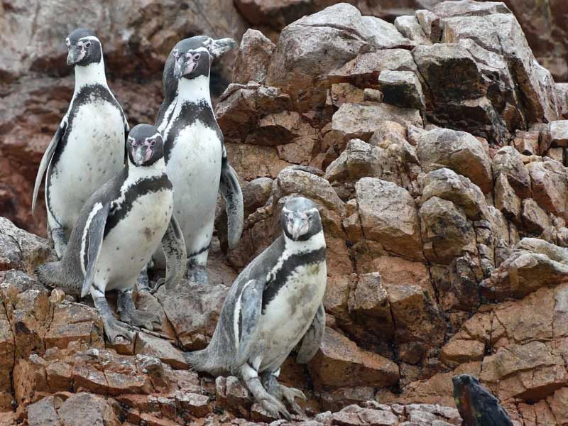 Peru - Pinguins